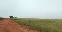 6 ALQUEIRES – ESTRADA RODEIO – CIANORTE/SÃO TOMÉ