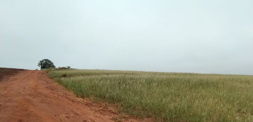 6 ALQUEIRES – ESTRADA RODEIO – CIANORTE/SÃO TOMÉ