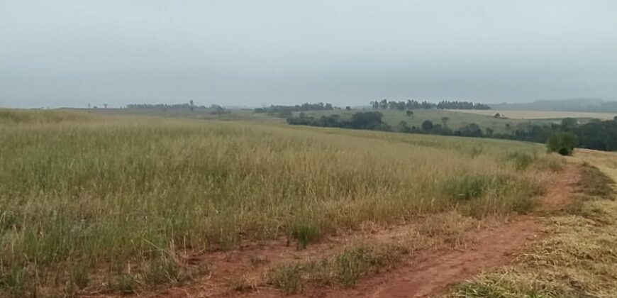 6 ALQUEIRES – ESTRADA RODEIO – CIANORTE/SÃO TOMÉ